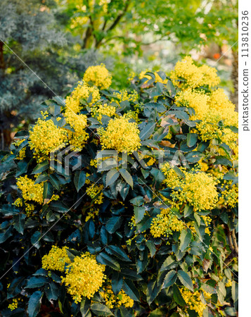 Oregon Grape with yellow flowers in spring, close up view of mahonia Oregon Grape with yellow flowers in spring, close up view of mahonia 113810236