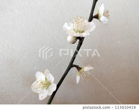 早春白梅切花/照片 113810419