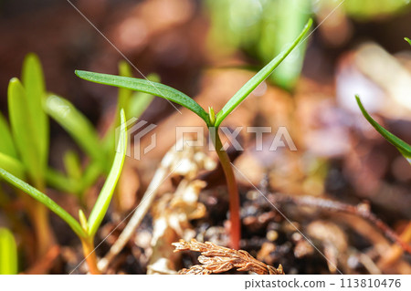 Children's hands with wrinkles 113810476