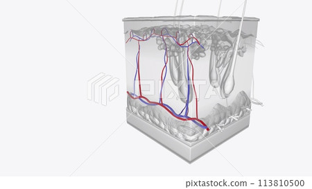 the Skin Layers of Vessels 113810500