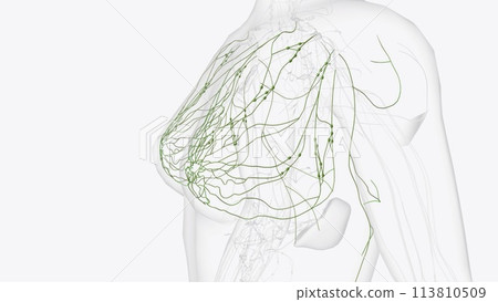 Superficial Iymphatics of thorax 113810509