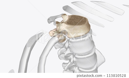 Twelfth thoracic vertebta body Twelfth thoracic vertebta body 113810528
