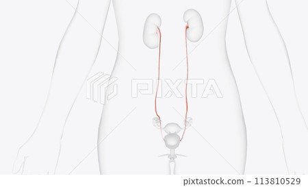 The ureters are bilateral thin (3 to 4 mm) tubular structures that connect the kidneys to the urinary bladder 113810529