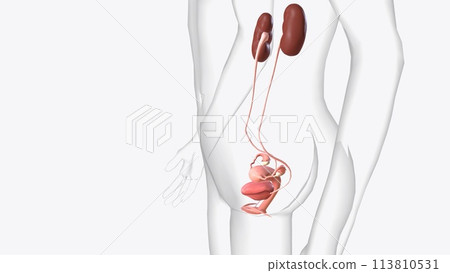 The urinary system consists of the kidneys, ureters, urinary bladder, and urethra. 113810531