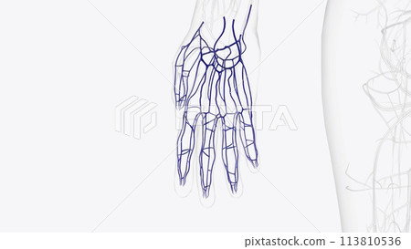 Veins of right hand and wrist 113810536