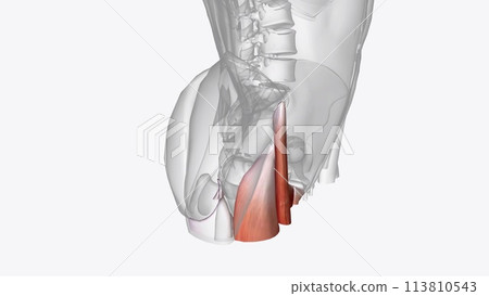The thighs contain many muscles that control movement of the hips and legs The thighs contain many muscles that control movement of the hips and legs 113810543