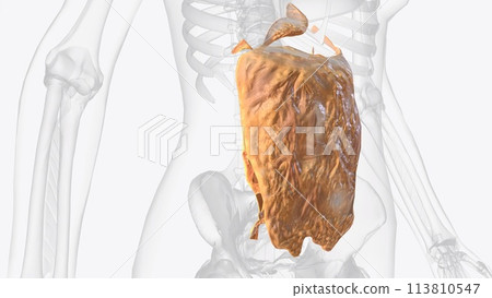 The peritoneum is a continuous membrane which lines the abdominal cavity and covers the abdominal organs The peritoneum is a continuous membrane which lines the abdominal cavity and covers the abdominal organs 113810547