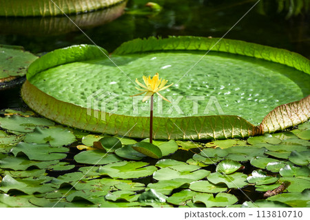 巴拉圭oni巴士 113810710