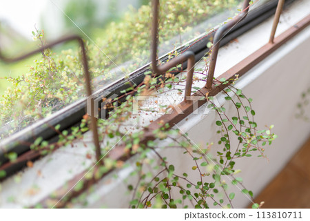 概念圖照片 概念圖照片 113810711