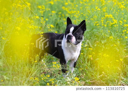 Mighty the Boston terrier gazing cutely at the rape blossoms ♡ 113810725