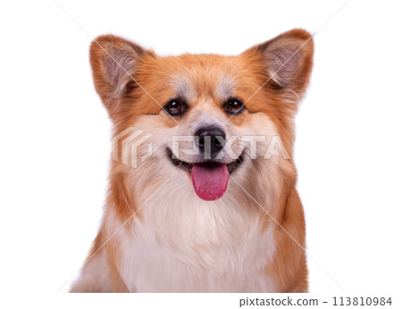 Portrait of a cute red welsh corgi Pembroke on white. Adorable obedient dog closes up. Portrait of a cute red welsh corgi Pembroke on white. Adorable obedient dog closes up. 113810984