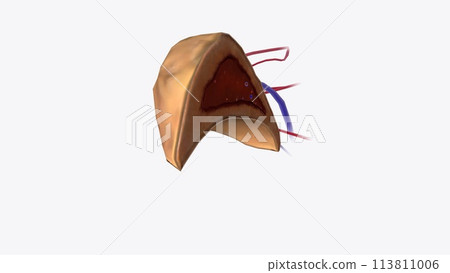 small gland that makes steroid hormones, adrenaline, and noradrenaline small gland that makes steroid hormones, adrenaline, and noradrenaline 113811006