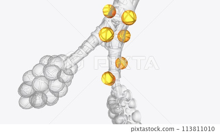 Alveoli are tiny, balloon-shaped air sacs located at the end of the bronchioles, the branch-like tubes in the lungs Alveoli are tiny, balloon-shaped air sacs located at the end of the bronchioles, the branch-like tubes in the lungs 113811010