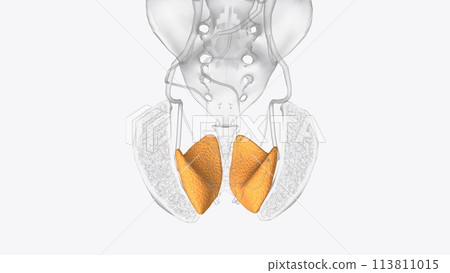 The obturator muscles work synergistically with surrounding muscles to provide hip mobility 113811015
