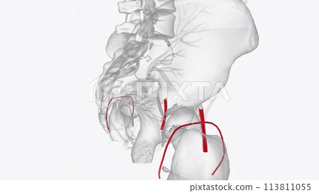 Arteries of Iower limb Arteries of Iower limb 113811055