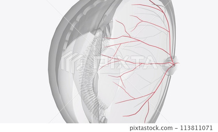 The arterial input to the eye is provided by several branches from the ophthalmic artery 113811071