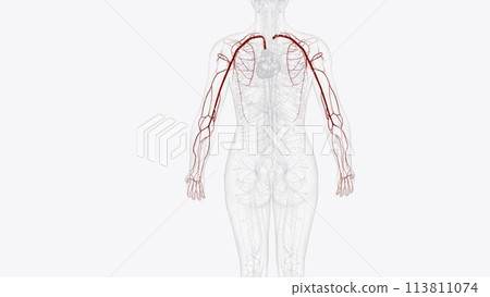 Arteries of upper limb Arteries of upper limb 113811074