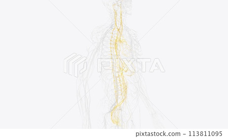 The autonomic nervous system is a component of the peripheral nervous system that regulates involuntary physiologic processes including heart rate 113811095