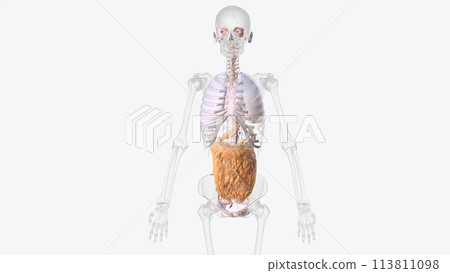 The axial connective tissue system 113811098