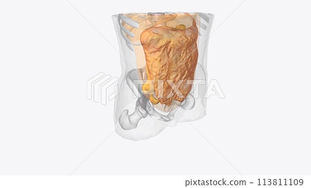 The axial connective tissue system is a fiber continuum of the lung that maintains alveolar surface area during changes The axial connective tissue system is a fiber continuum of the lung that maintains alveolar surface area during changes 113811109