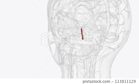The basilar artery is the main artery that supplies blood to the back portion of your brain 113811129
