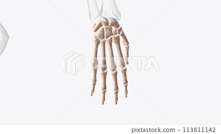 Bones of right hand and wrist 113811142