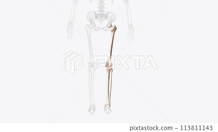 Bones of right thigh and leg Bones of right thigh and leg 113811143