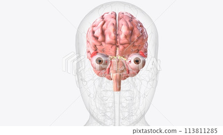 The brain is the largest cluster of neurons in the body 113811285