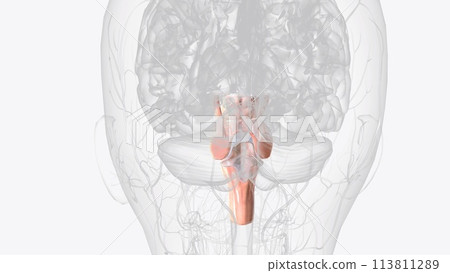 Brainstem, area at the base of the brain that lies between the deep structures of the cerebral hemispheres and the cervical spinal cord 113811289