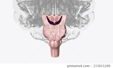 Brainstem, area at the base of the brain that lies between the deep structures of the cerebral hemispheres and the cervical spinal cord Brainstem, area at the base of the brain that lies between the deep structures of the cerebral hemispheres and the cervical spinal cord 113811290