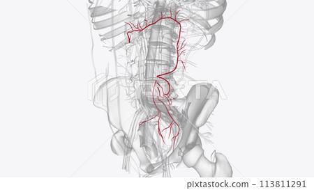 Branches of inferior mesenteric artery Branches of inferior mesenteric artery 113811291