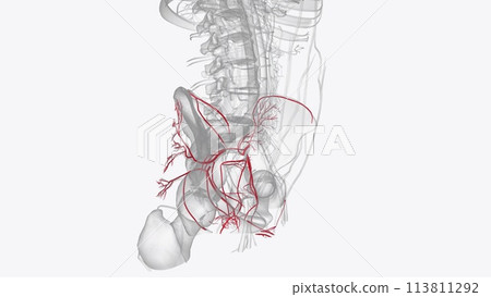 Branches of internal iliac artery Branches of internal iliac artery 113811292