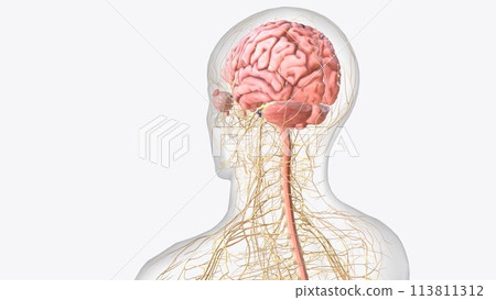 The central nervous system is the brain and spinal cord, while the peripheral nervous system consists of everything else 113811312