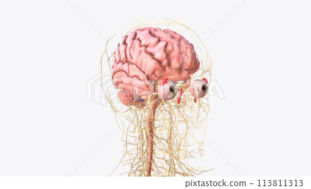 The central nervous system is the brain and spinal cord, while the peripheral nervous system consists of everything else 113811313