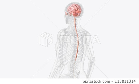 The central nervous system is the brain and spinal cord 113811314