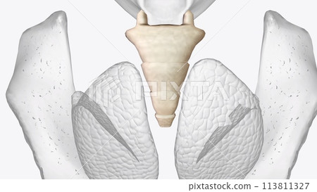 The coccyx is a triangular arrangement of bone that makes up the very bottom portion of the spine below the sacrum The coccyx is a triangular arrangement of bone that makes up the very bottom portion of the spine below the sacrum 113811327