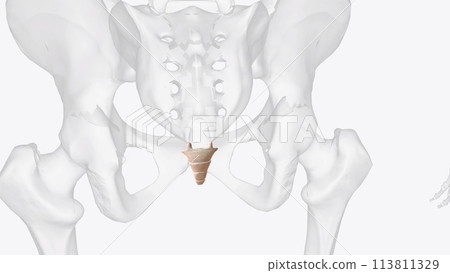 The coccyx, or tailbone, is a small triangle-shaped bone derived from the fusion of four coccygeal vertebrae at the The coccyx, or tailbone, is a small triangle-shaped bone derived from the fusion of four coccygeal vertebrae at the 113811329