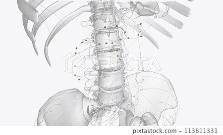 The colic lymph nodes are the large intestinal lymph nodes The colic lymph nodes are the large intestinal lymph nodes 113811331