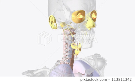 Connective tissue of head and throat 113811342