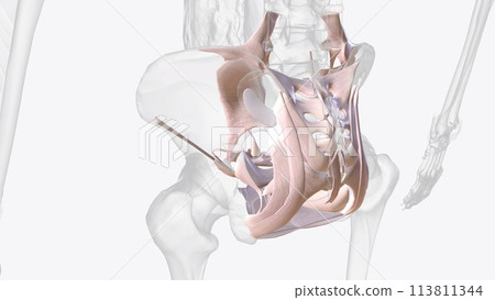 Connective tissue of pelvis 113811344