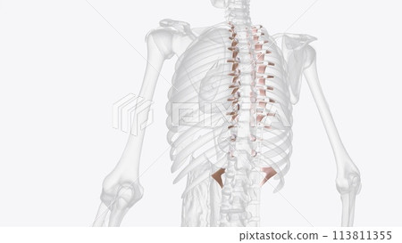 Costovertebral joint ligaments 113811355