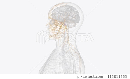 The cranial nerves are 12 pairs of nerves that can be seen on the ventral (bottom) surface of the brain The cranial nerves are 12 pairs of nerves that can be seen on the ventral (bottom) surface of the brain 113811363