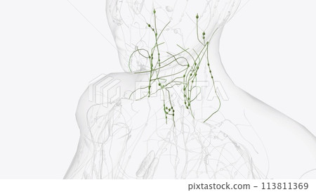 Deep Iymphatics of head and neck 113811369