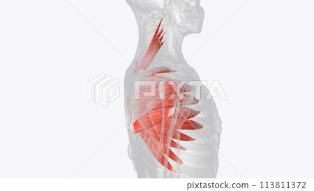 Deep muscles of right shoulder Deep muscles of right shoulder 113811372