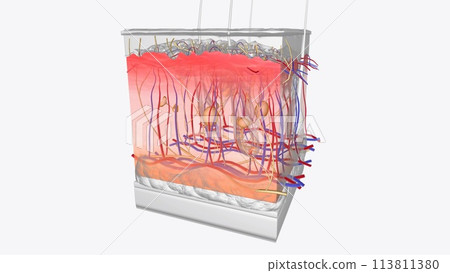 The dermis is a connective tissue layer sandwiched between the epidermis and subcutaneous tissue 113811380