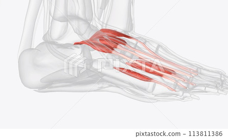 Dorsal muscles of right foot Dorsal muscles of right foot 113811386