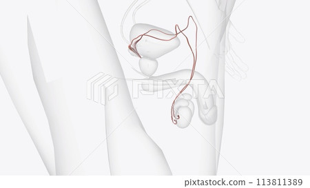 The ductus deferens, or vas deferens, is a fibromuscular tube that is continuation of the epididymis and is an excretory duct of the testis The ductus deferens, or vas deferens, is a fibromuscular tube that is continuation of the epididymis and is an excretory duct of the testis 113811389
