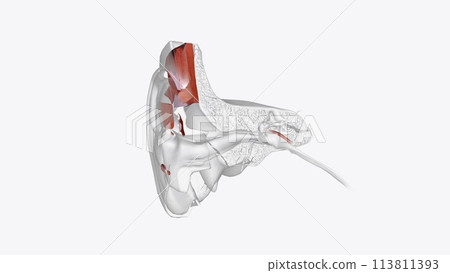 Ear Coronal Cross Section of Muscular system 113811393