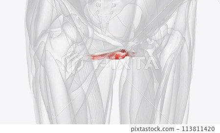 Muscles of the Pelvis and Perineum Muscles of the Pelvis and Perineum 113811420