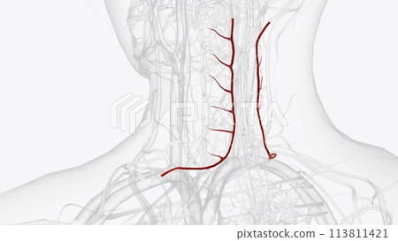The left and right transverse cervical arteries are located on the sides of the neck, and they travel toward the back of the body The left and right transverse cervical arteries are located on the sides of the neck, and they travel toward the back of the body 113811421